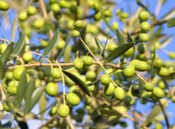 olivo tradecorp