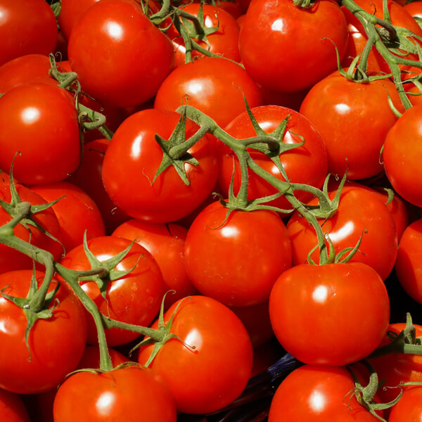 cultivo del tomate