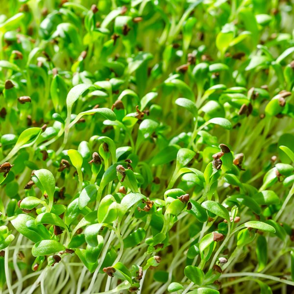 Cultivo de Alfalfa