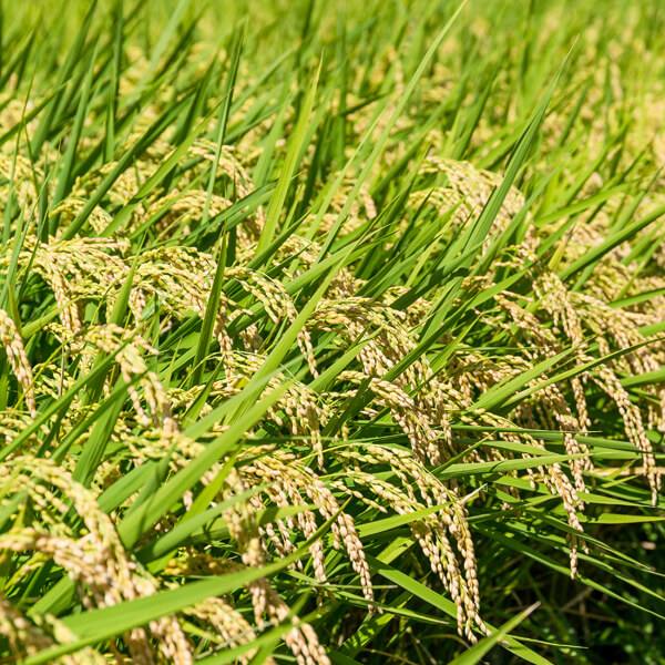 cultivo de arroz