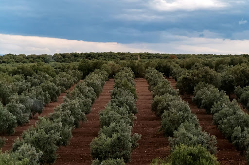 Cultivo de olivar